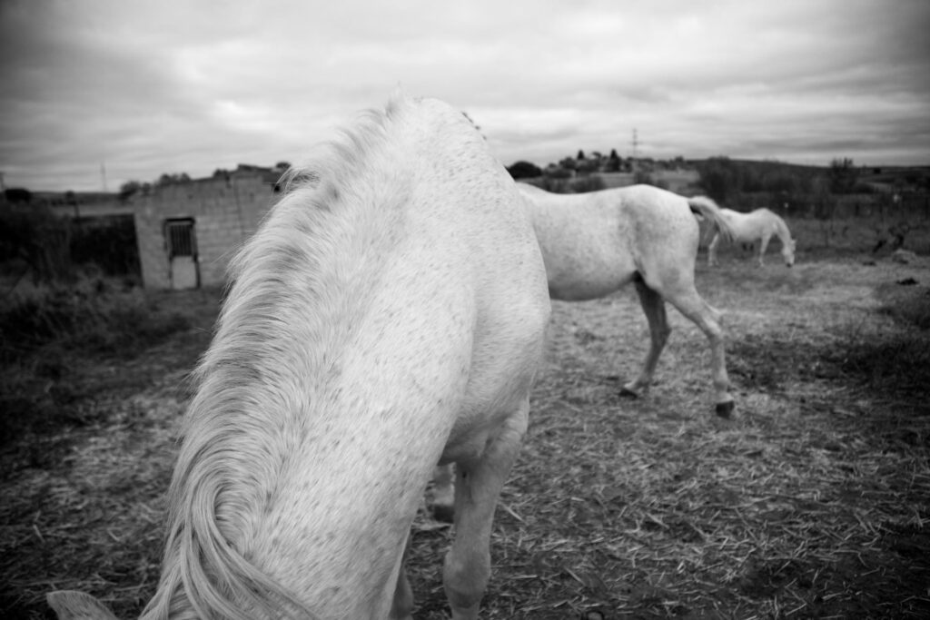 Caballos ©Blanca González