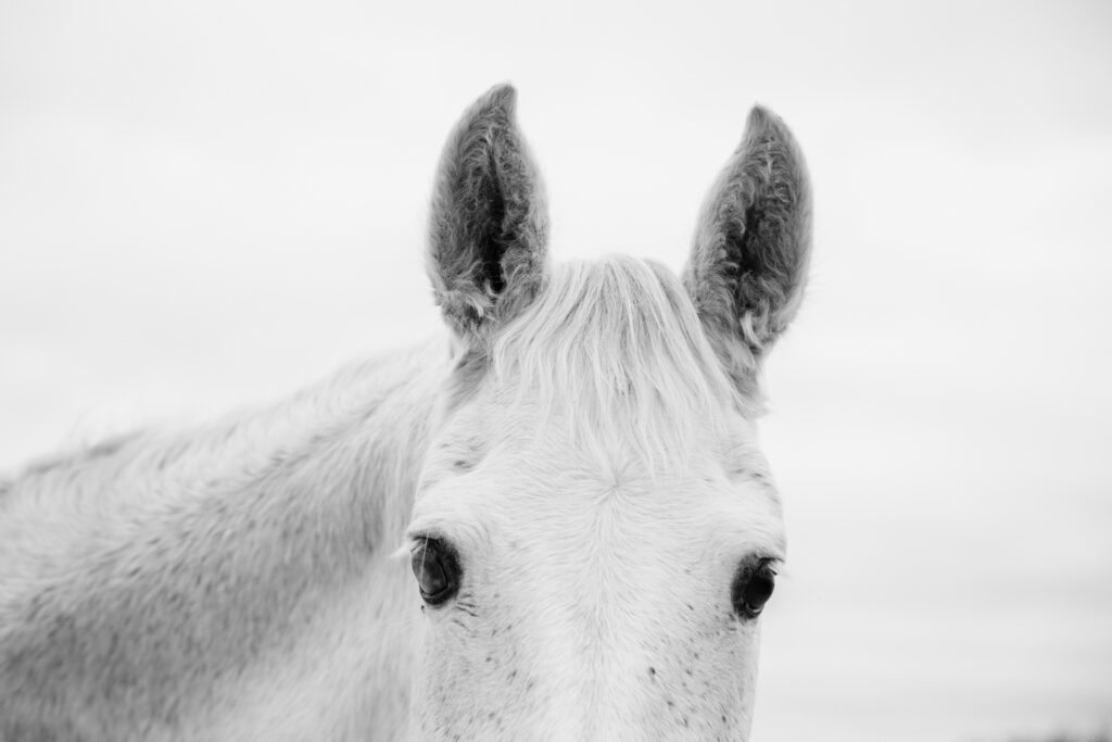 Caballos ©Blanca González-3