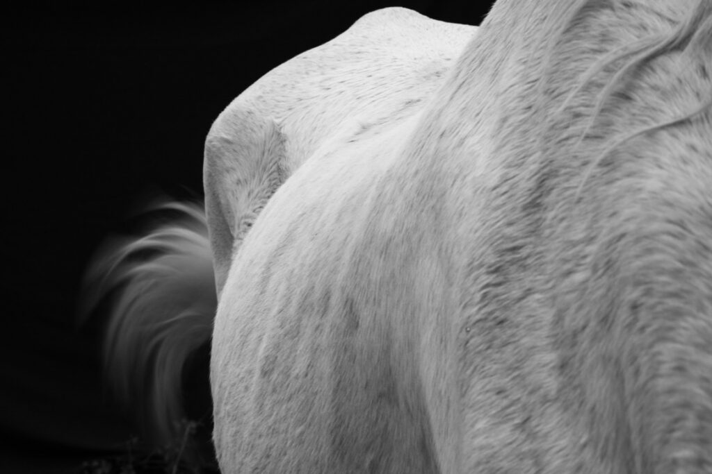 Caballos ©Blanca González-7